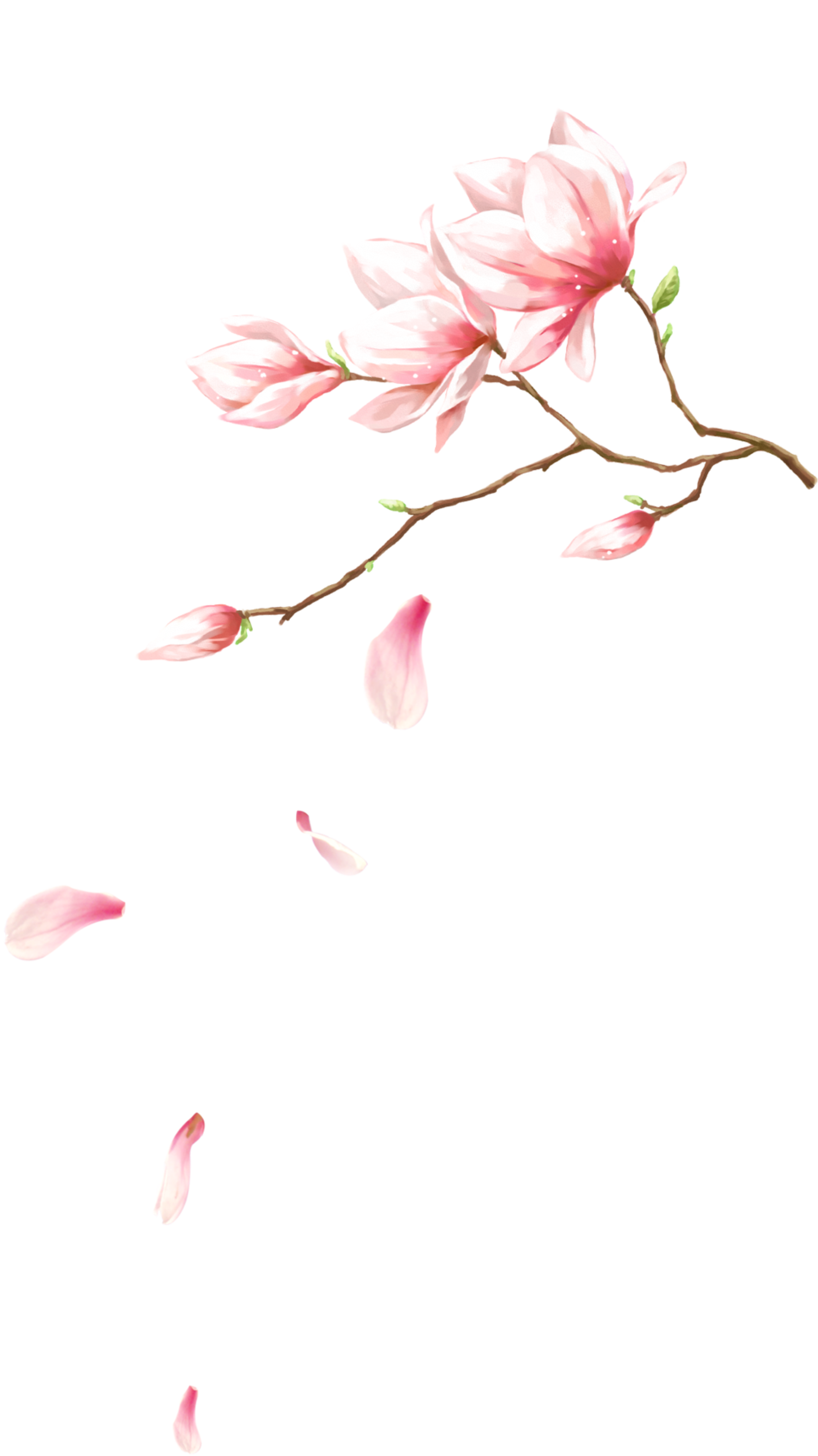 Collection of Peach Blossom PNG images Picture 28