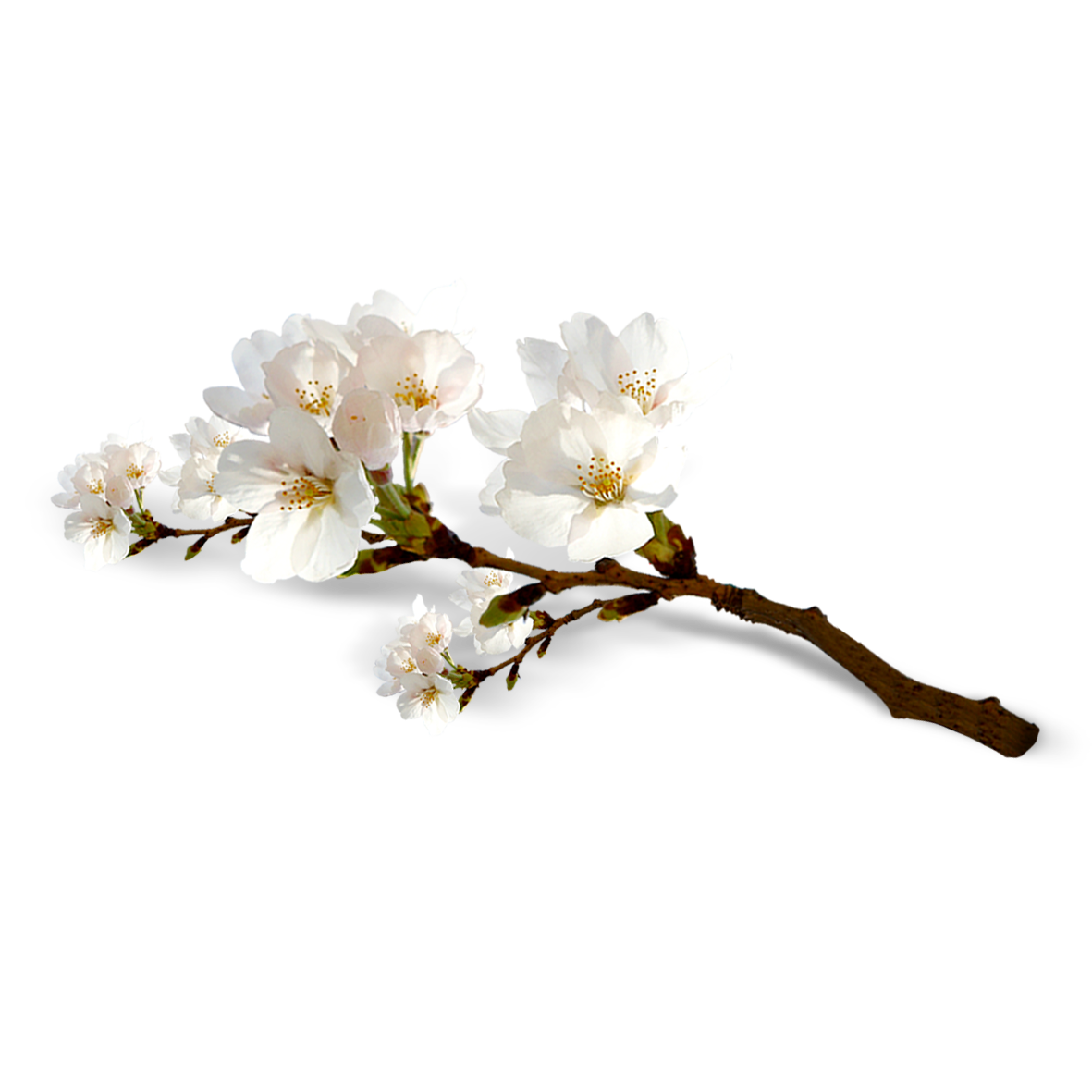 Collection of Peach Blossom PNG images Picture 30