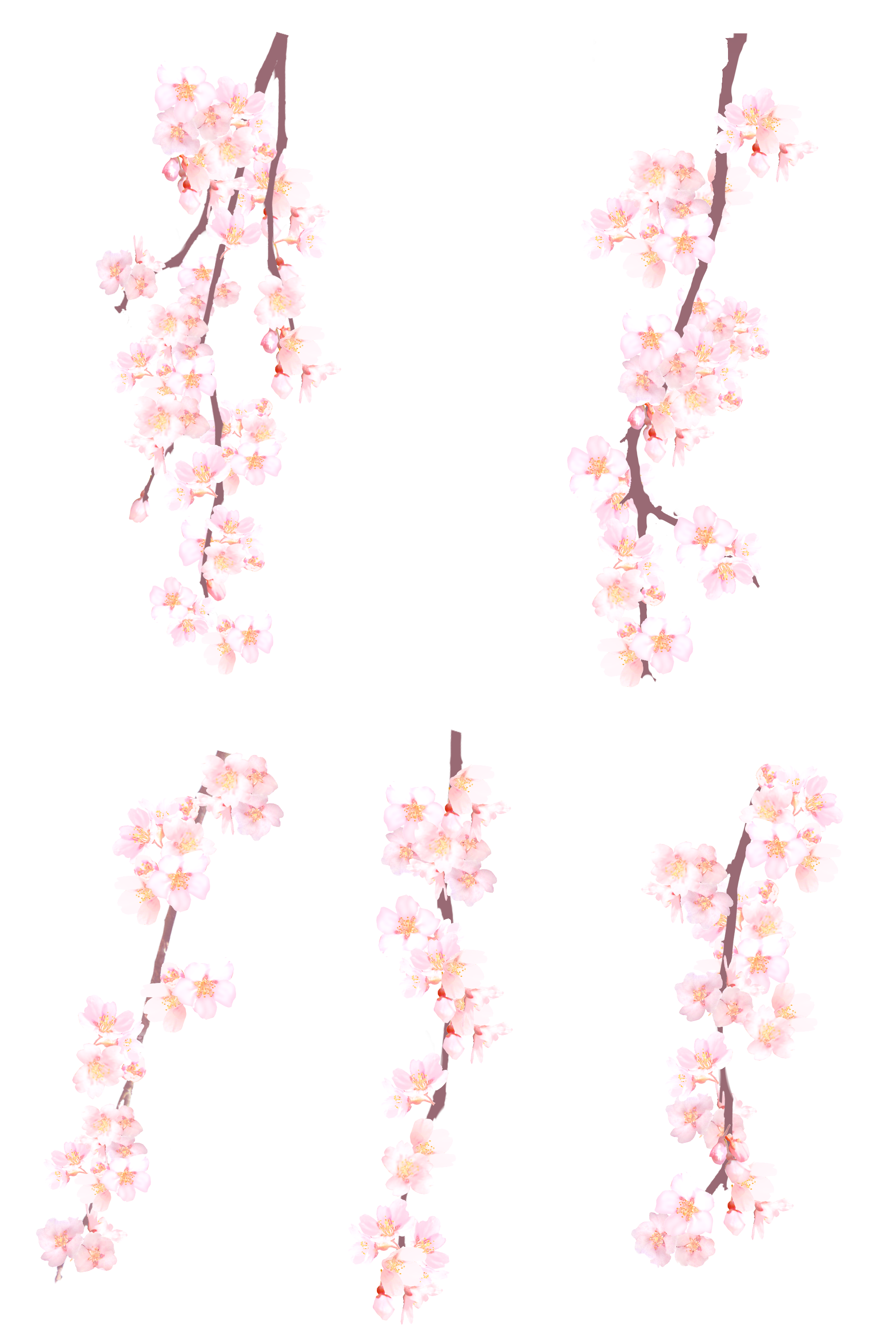 Collection of Peach Blossom PNG images Picture 33