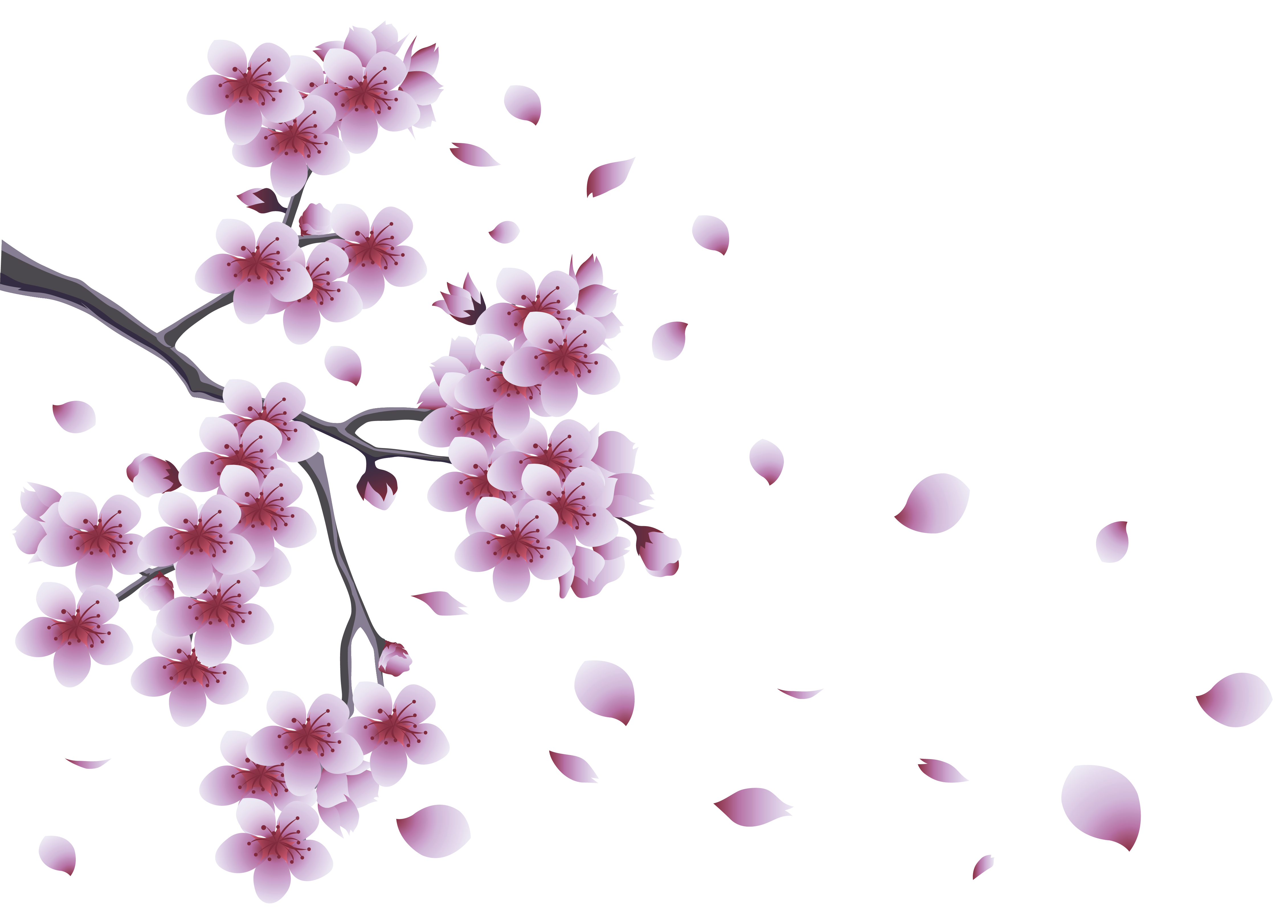 Collection of Peach Blossom PNG images Picture 35