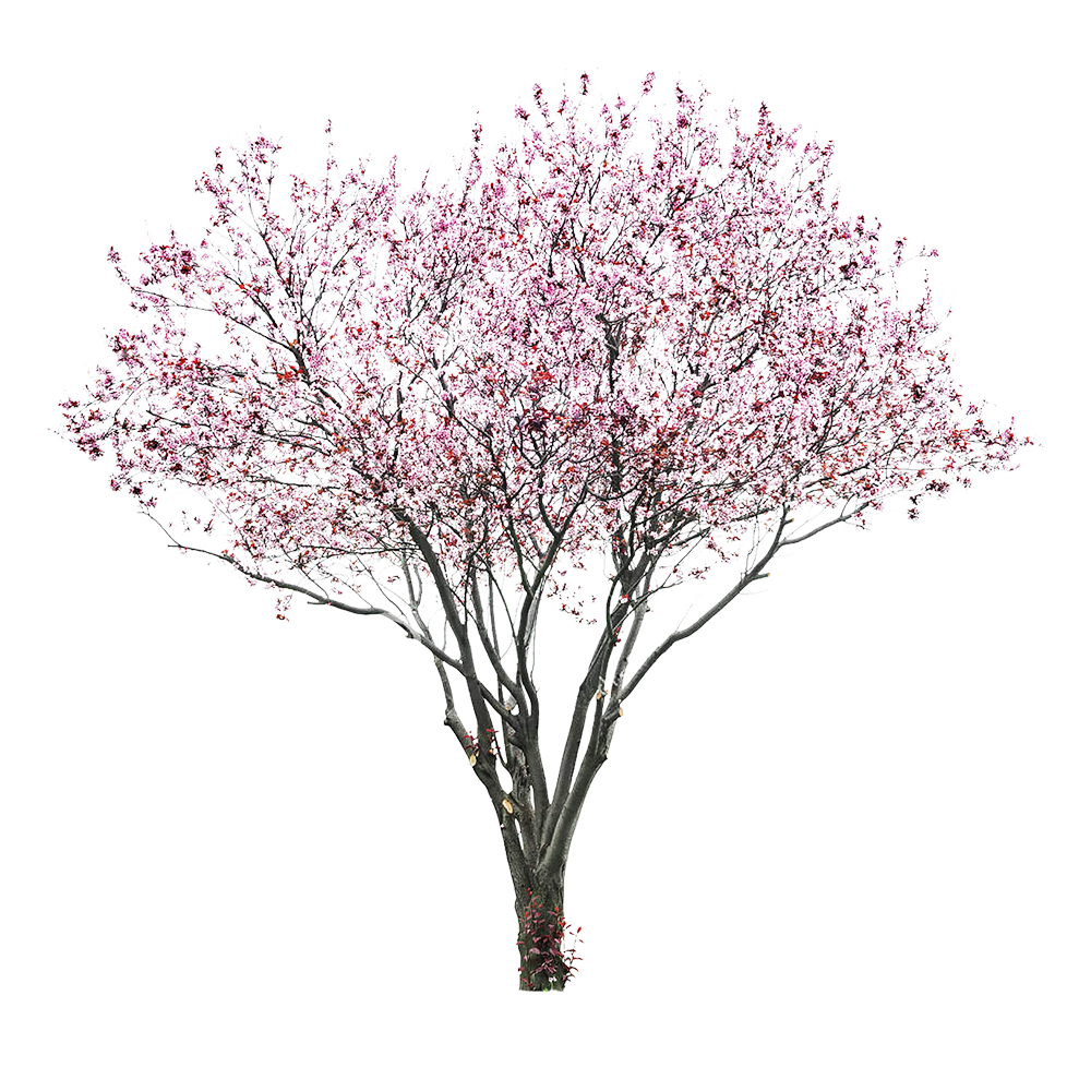 Collection of Peach Blossom PNG images Picture 5