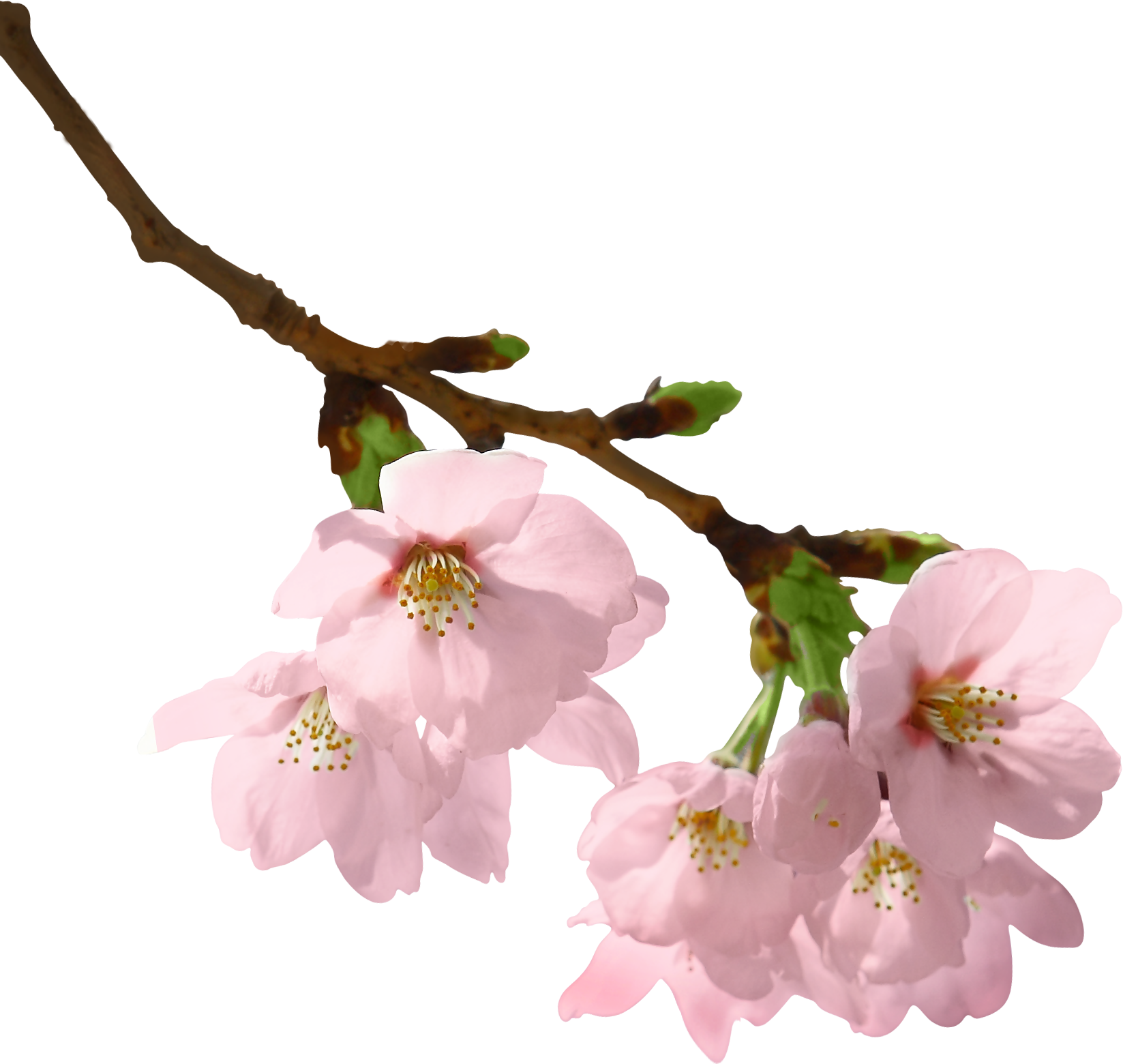 Collection of Peach Blossom PNG images Picture 52