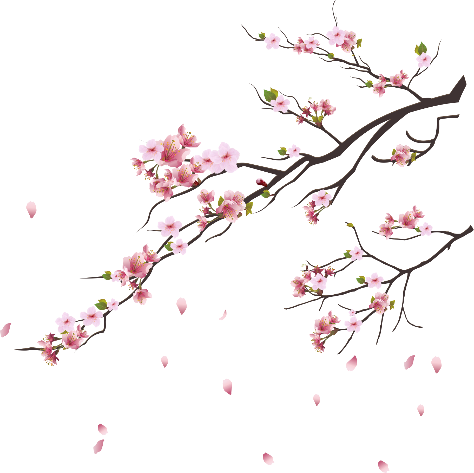 Collection of Peach Blossom PNG images Picture 53