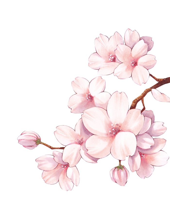 Collection of Peach Blossom PNG images Picture 56