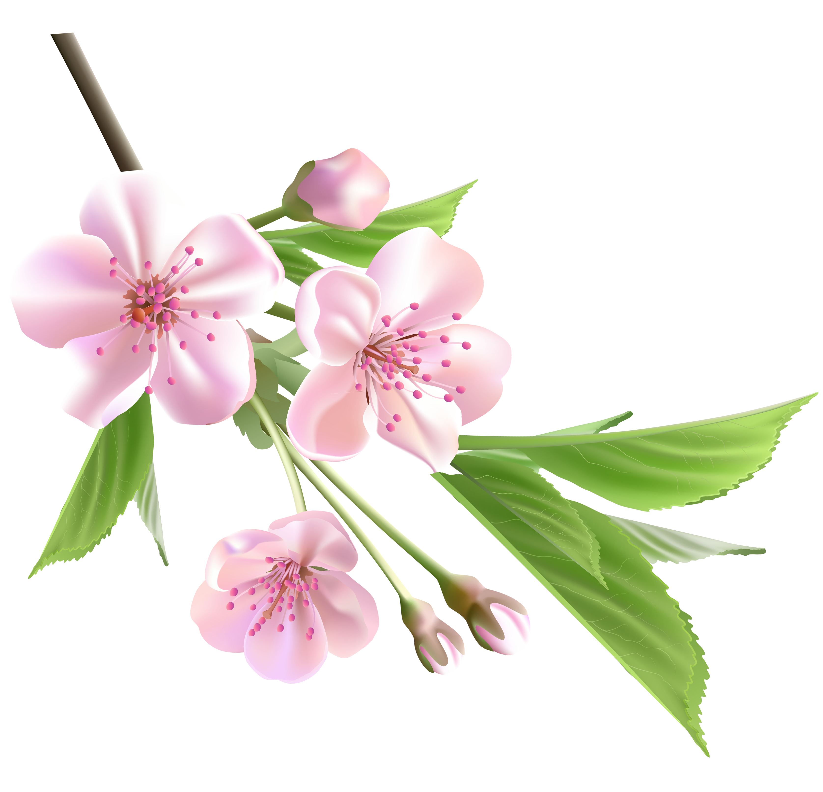 Collection of Peach Blossom PNG images Picture 58