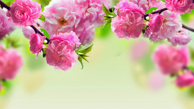 Collection of the best peach blossom flower wallpapers for computers Picture 14
