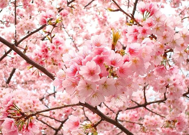 Peach blossom: \