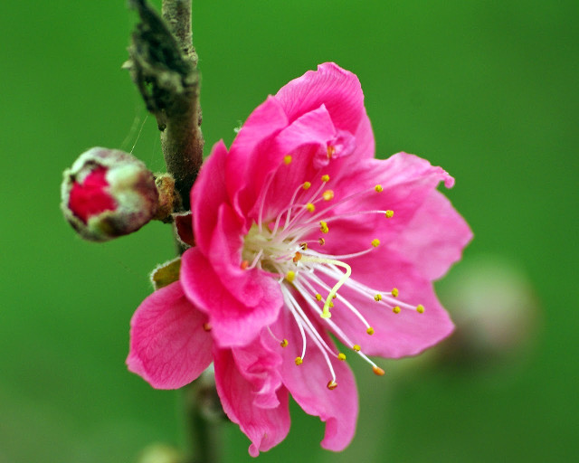 Collection of the best peach blossom flower wallpapers for computers Picture 17