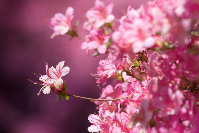 Peach Blossom là loài hoa hồng hoa cuối cùng nở ở mùa xuân, mang đến một mùa xuân ngọt ngào. Những bông hoa tuyệt đẹp sẽ khiến bạn phát hiện tình yêu mới và cảm nhận được tình yêu đích thực. Hãy cùng thưởng thức những tác phẩm nghệ thuật liên quan đến Peach Blossom.