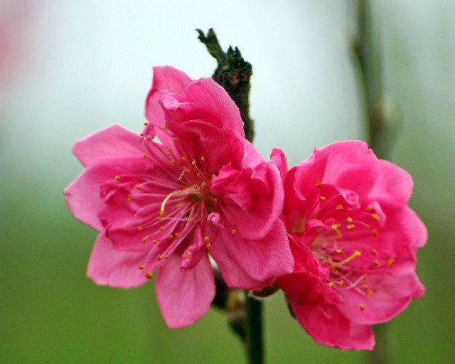 Collection of the best peach blossom flower wallpapers for computers ...