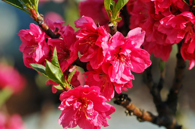 Collection of the best peach blossom flower wallpapers for computers Picture 21