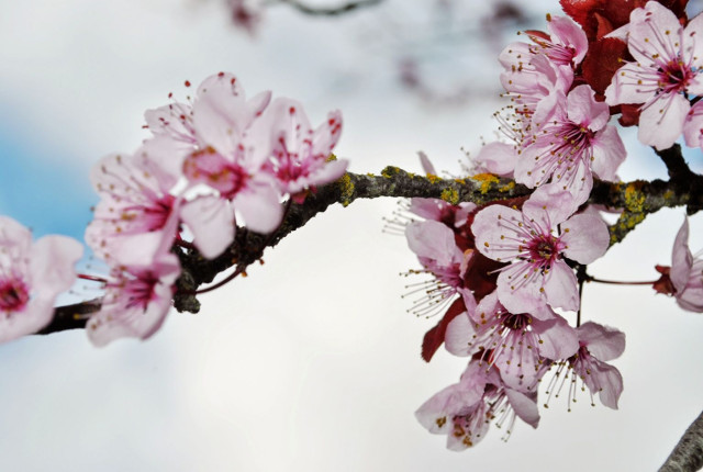 Collection of the best peach blossom flower wallpapers for computers Picture 22
