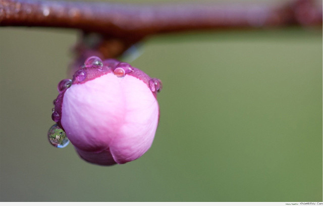 Collection of the best peach blossom flower wallpapers for computers Picture 24