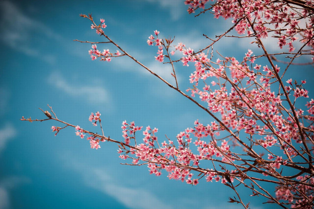 Collection of the best peach blossom flower wallpapers for computers Picture 25