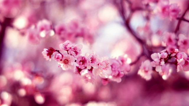 Collection of the best peach blossom flower wallpapers for computers Picture 26
