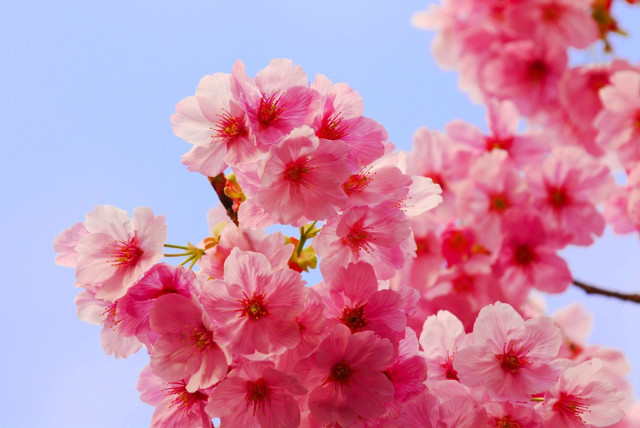 Collection of the best peach blossom flower wallpapers for computers ...