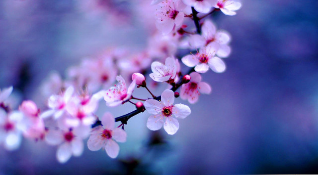 Collection of the best peach blossom flower wallpapers for computers Picture 28