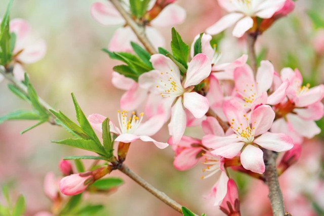 Collection of the best peach blossom flower wallpapers for computers Picture 29
