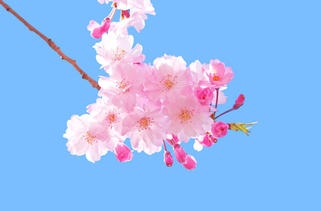 Collection of the best peach blossom flower wallpapers for computers Picture 3