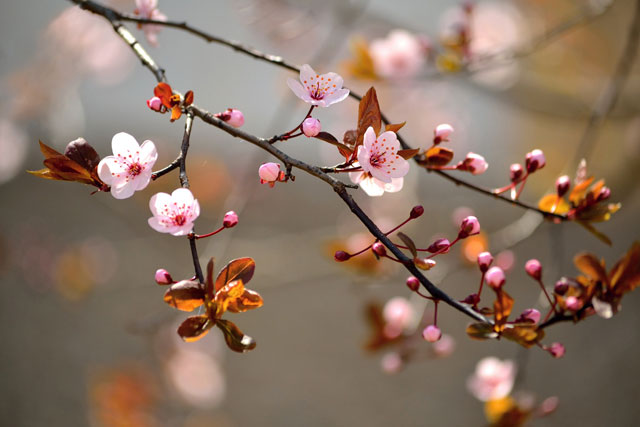 Collection of the best peach blossom flower wallpapers for computers Picture 7