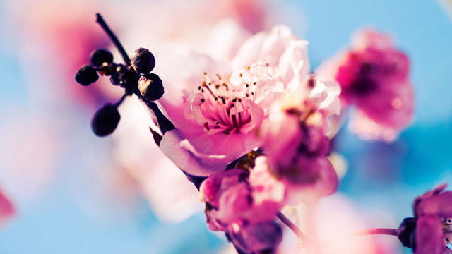 Collection of the best peach blossom flower wallpapers for computers Picture 9