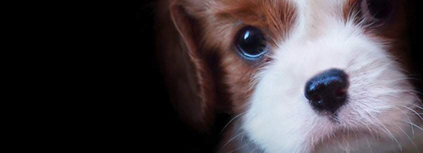 Combine the cutest Facebook cover photos Picture 3