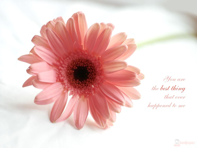 Computer wallpaper set for Valentine's Day 14-2 Picture 5