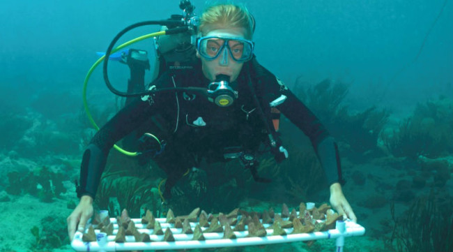 Concrete bubbles promise to help restore coral reefs faster Picture 1