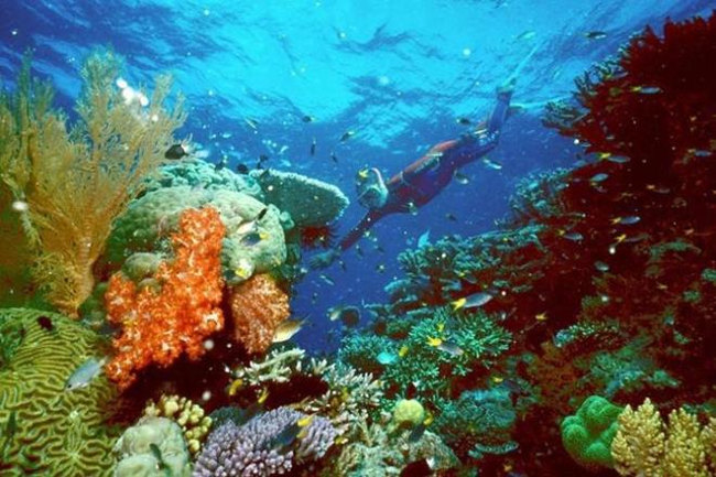 Coral reefs are severely bleached without the impact of El Nino Picture 1