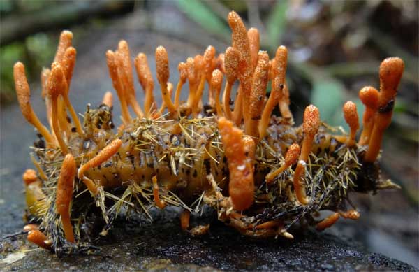 Cordyceps what cure? Picture 2