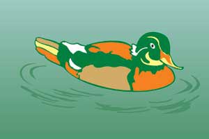 Corel Draw 12: Draw the ducklings swimming Picture 6