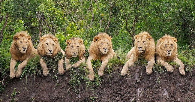 Cows also have close friends and 10 facts about animals you may not have heard before Picture 10