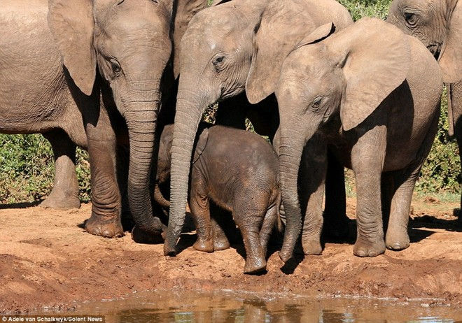 Cows also have close friends and 10 facts about animals you may not have heard before Picture 5