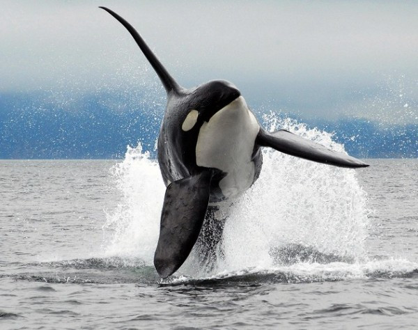 Cows also have close friends and 10 facts about animals you may not have heard before Picture 8