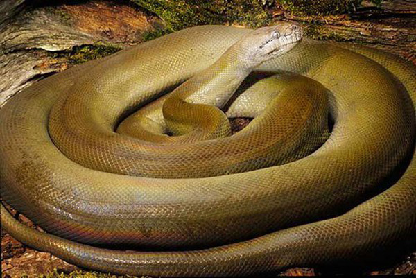 Crying with 10 giant python species in the world Picture 10