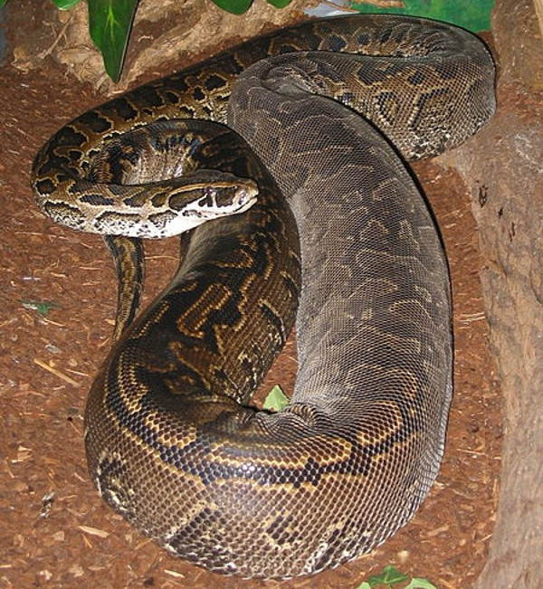 Crying with 10 giant python species in the world Picture 4