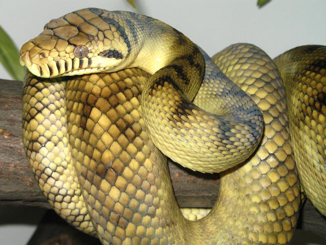Crying with 10 giant python species in the world Picture 6