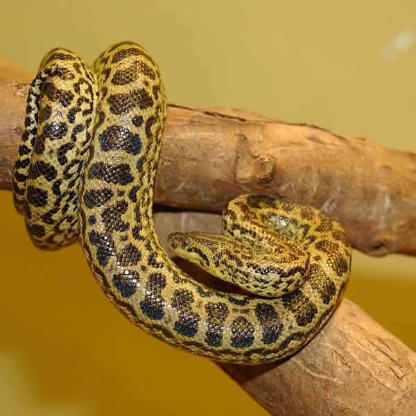 Crying with 10 giant python species in the world - TipsMake.com