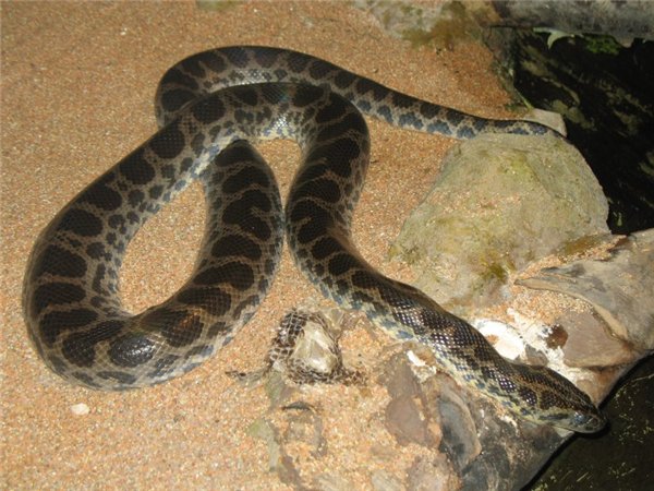 Crying with 10 giant python species in the world - TipsMake.com