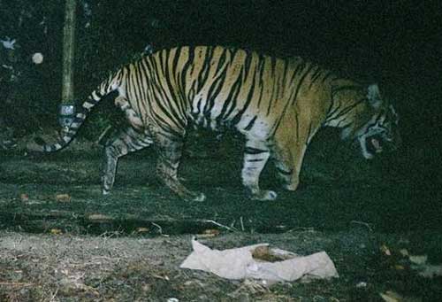 Decipher the mysterious horror phenomenon: Animals eat their own meat Picture 1