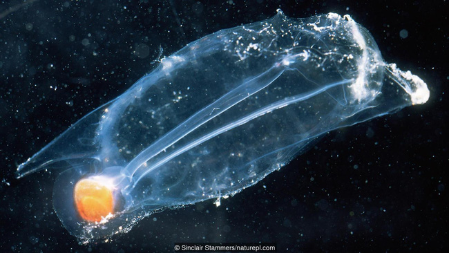 Decipher the mysterious horror phenomenon: Animals eat their own meat Picture 2