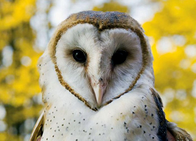 Decipher the mystery of pig birds, birds signal death Picture 4