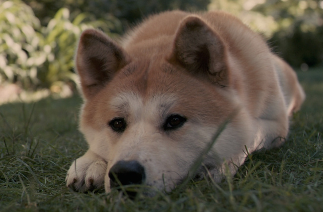 Decipher the strange behavior often seen in dogs Picture 3