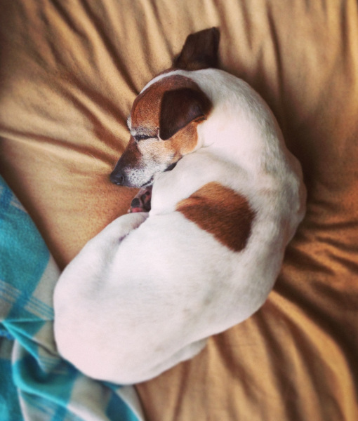 Decipher the strange behavior often seen in dogs Picture 7