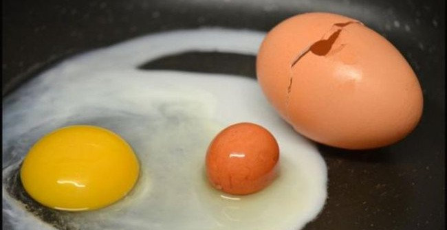 Decode the strange phenomenon: the egg is nest in the egg Picture 1