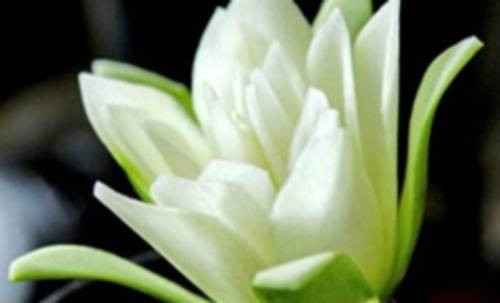 Decorate the Mid-Autumn fruit tray with roses, chrysanthemum, water lily made from super beautiful papaya Picture 10