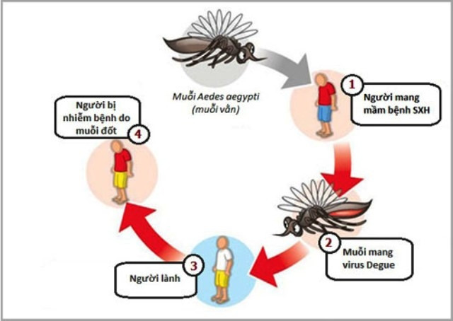 Dengue fever outbreak, you know how to prevent it? - TipsMake.com