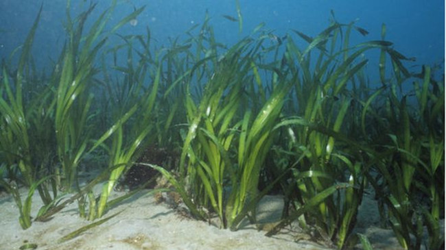 Did you know: 100 scientists, 28 countries are calling for seagrass protection Picture 1