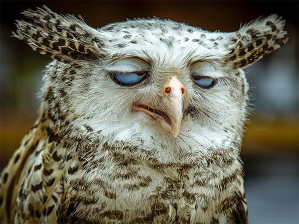 'Die laughing' with indifferent 'drunken' images identical to humans of wildlife Picture 11