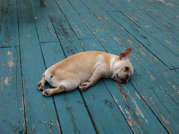 'Die laughing' with indifferent 'drunken' images identical to humans of wildlife Picture 13